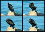 (25) cormorant montage.jpg    (1000x720)    305 KB                              click to see enlarged picture